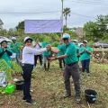 PLN tanam 400 bibit pohon flamboyan di Kabupaten Kupang