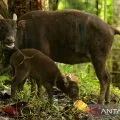 Perburuan menjadi ancaman populasi anoa di Pulau Sulawesi