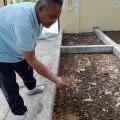 DLH Mataram butuhkan 3 ton sampah untuk pakan maggot di MMC