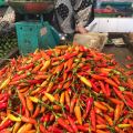 Harga cabai di Kota Pontianak mulai naik karena sentra terdampak banjir