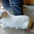 Fenomena lempar anjing ke buaya serta perlunya mengasah empati