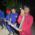 King kobra ditemukan di rumah warga di Pacitan