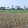 Pemkab Bekasi mitigasi areal sawah antisipasi dampak kekeringan