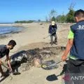 KKP tangani mamalia laut terdampar di Laut Sawu