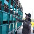 Karantina Pertanian perketat sapi masuk ke Batam cegah LSD