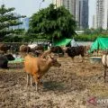 Waspadai penyakit LSD pada sapi, begini gejalanya