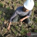 BPBD Garut waspadai puncak dampak kemarau awal Agustus 2023