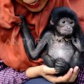 Perawatan bayi siamang di Jambi