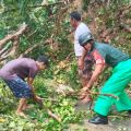 Hujan dan angin kencang akibatkan pohon tumbang di  Ambon