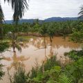 Banjir di Pasaman Barat, Sumbar rusak 20 hektare lahan pertanian