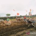 Ratusan pasang kerbau ikut lomba makepung Bupati Jembrana Cup