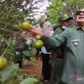 Pemkab Garut terus kembangkan komoditas jeruk Garut
