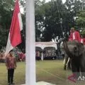 Gajah ikut kibarkan bendera Merah Putih dalam upacara HUT RIdi Riau