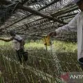 YBLL sebut 10 kabupaten di NTT berpotensi  pengembangan Agroekologi