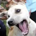 Waspada!! Seorang anak di Lombok Tengah digigit lima anjing liar