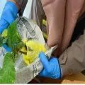 Karantina Papua Tengah periksa bibit tanaman Begonia tujuan ke Batam