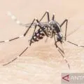Pemkot Batam temukan 195 kasus malaria selama 2025