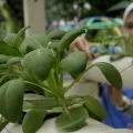 Pertanian perkotaan alternatif ketahanan pangan di DKI