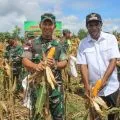 Pemkab Keerom-Danrem 172/PWY melakukan panen jagung