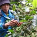 Walhi berdayakan masyarakat kelola lingkungan melalui ekonomi Nusantara