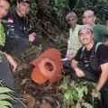 Langka!! Bunga rafflesia mekar sempurna di Matur Agam