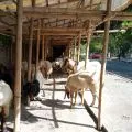Lebih utama mana kurban kambing atau patungan sapi?