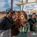 Penyembelihan sapi kurban bantuan presiden di Palu