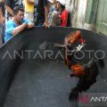 Kapolda Sulsel copot Kapolsek EG diduga terlibat judi sabung ayam