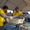KKP memulai hilirisasi produk perikanan di lokasi modeling PIT