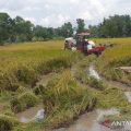 Kodam Sriwijaya tuntaskan optimalisasi lahan rawa 72.993 hektare