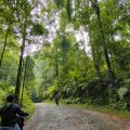 Bersama-sama menjaga kesehatan "paru-paru" dunia