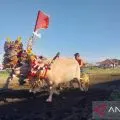 Jembrana sandingkan budaya makepung dengan polo berkuda