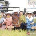 Perhiptani OKU Timur aplikasikan teknik pertanian sistem Salibu