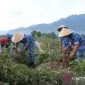 Lanud-Pemkab Jayapura kolaborasi perkuat ketahanan pangan