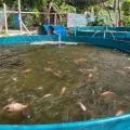 Mengisi masa pensiun dengan budi daya ikan nila sistem bioflok
