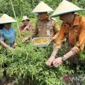 Pemprov Papua minta warga membuat pekarangan pangan bergizi