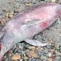 Lumba-lumba ditemukan terdampar di pantai Bengkulu