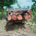 BBKSDA NTT tangkap enam pelaku penebangan pohon di Mutis Timau