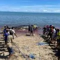 BKKPN melaporkan seekor paus sperma mati terdampar di perairan TTU
