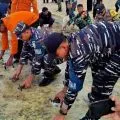 Lanal Ranai lepas 170 ekor tukik di Pantai Pulau Perhantu