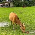 Natuna siap pasok sapi kurban ke daerah lain