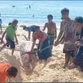 BKKPN melaporkan Paus Paruh Blainville terdampar di perairan Sabu Raijua