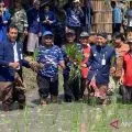 Pemkab Kudus tanam padi di 26.229 hektare sawah
