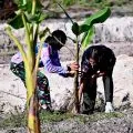 Lanud RSA Natuna tanam 200 bibit pisang untuk dukung ketahanan pangan