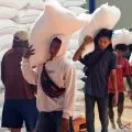 Satu harga gabah dan tantangan regulasi pangan