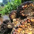 Digital transformation to boostpalm oil downstreaming: govt