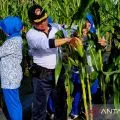 Lanal Ranai panen 10 ribu bongkol jagung manis