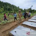 Penjabat Gubernur Papua sebut swasembada pangan tingkatkan ketahanan ekonomi
