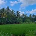 BPS: Nilai Tukar Petani NTT pada April turun 0,92 persen