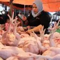 Harga pangan hari ini daging ayam Rp34.438/kg, cabai rawit Rp57.117/kg